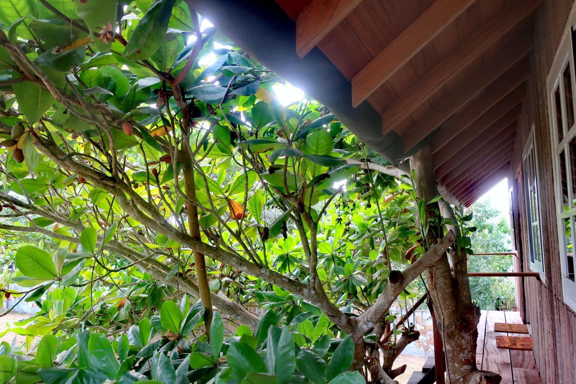 Afro Beach Eco Resort Butre Habitación foto